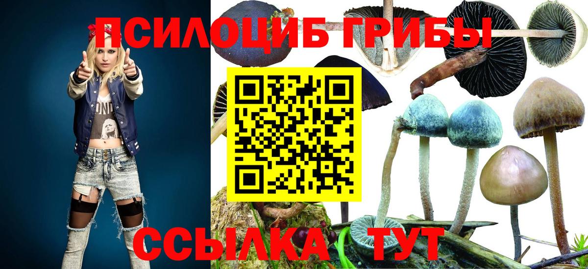 Можга  Псилоцибиновые грибы Psilocybine cubensis  Вход с VPN 